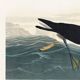 Poster about the Dark Shearwater, after an old engraving from 1827.
