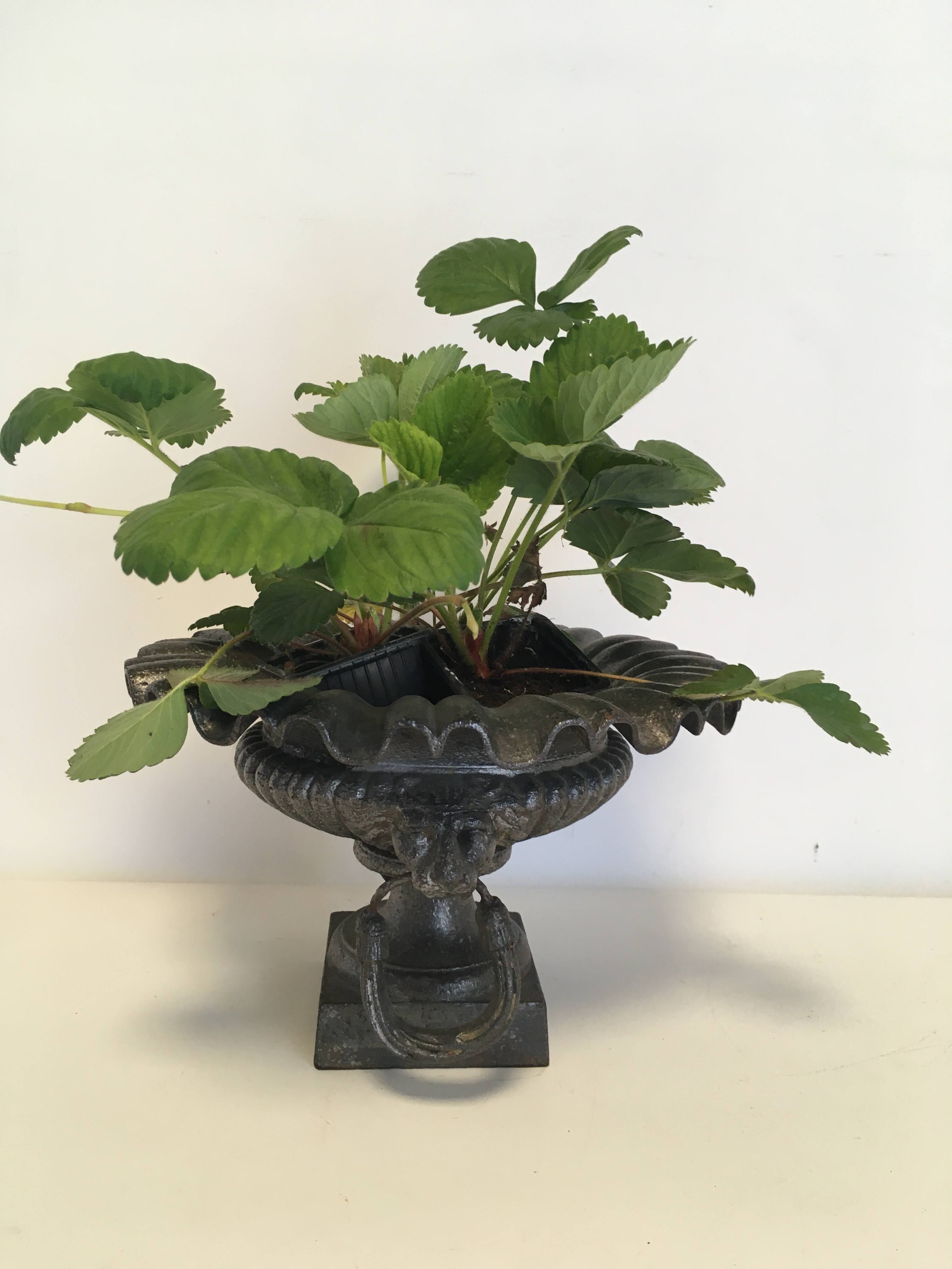 Cast-iron Medici vase