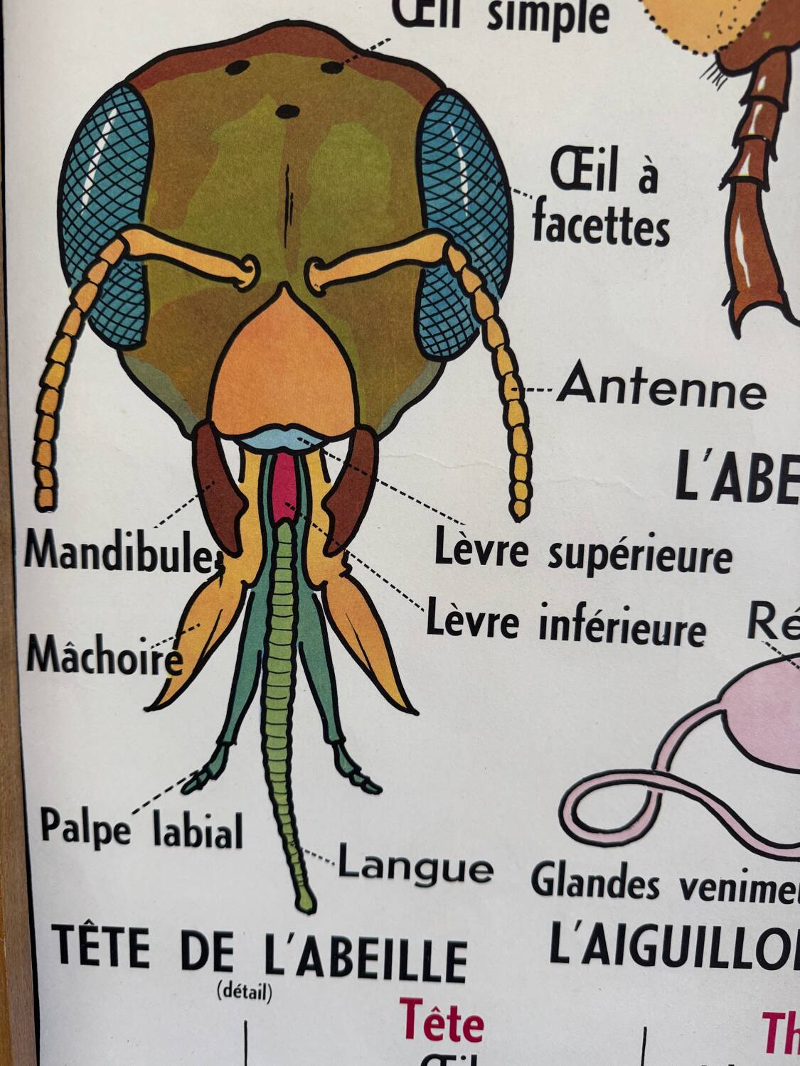 Vintage double-sided school poster “THE BEE / THE FISH”
