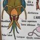 Vintage double-sided school poster “THE BEE / THE FISH”
