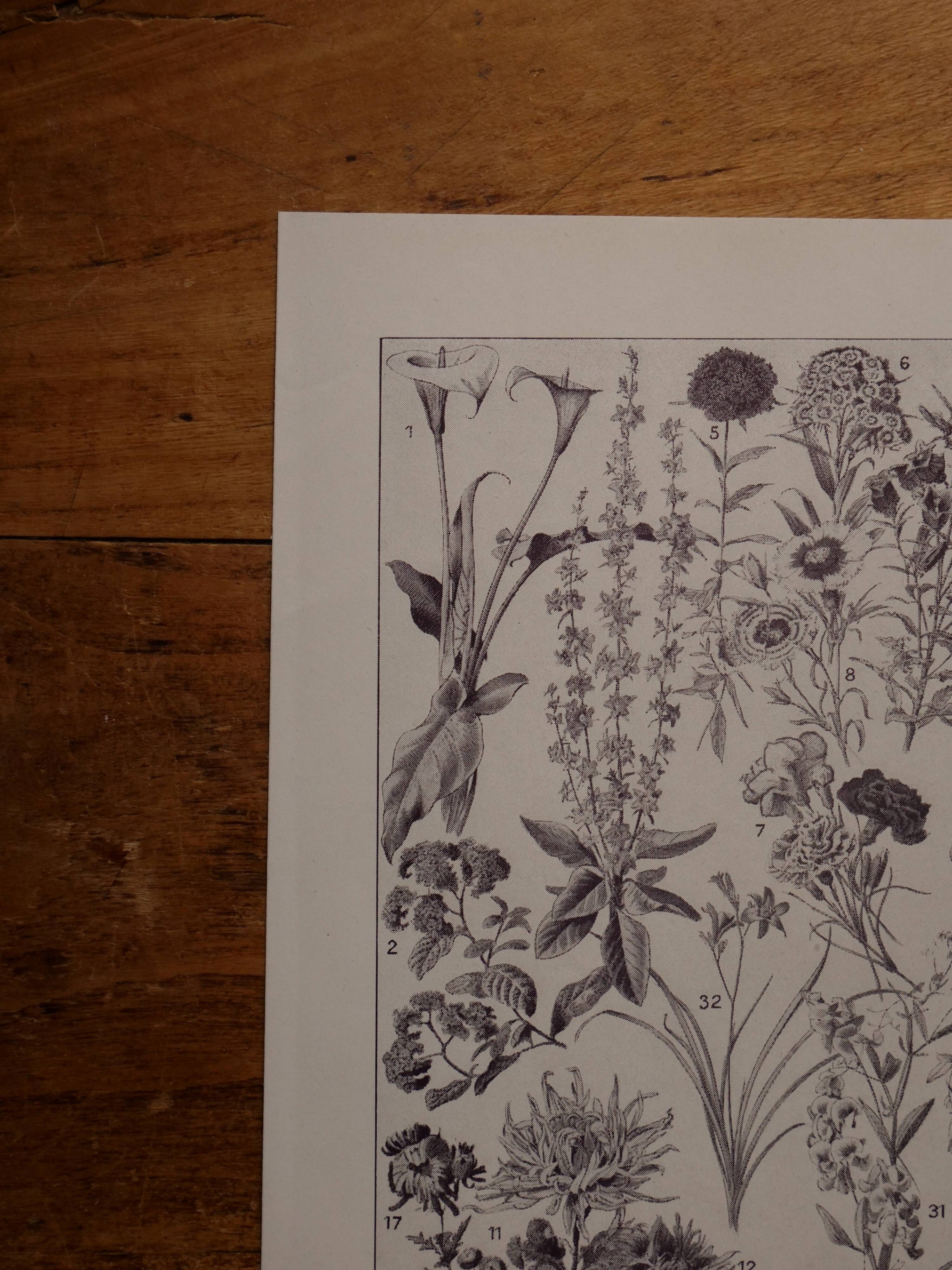 Original lithographs on flowers