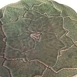 Plat feuille