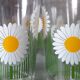 Service at orangeade daisies