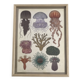 Framed illustration of jellyfish and corals