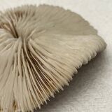 Fungia type coral