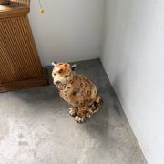 XL Italian ceramic leopard sculpture statue 1970