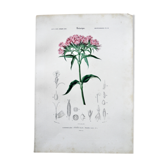 Planche de botanique