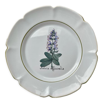 Plate decoration medicinal plant Charolles