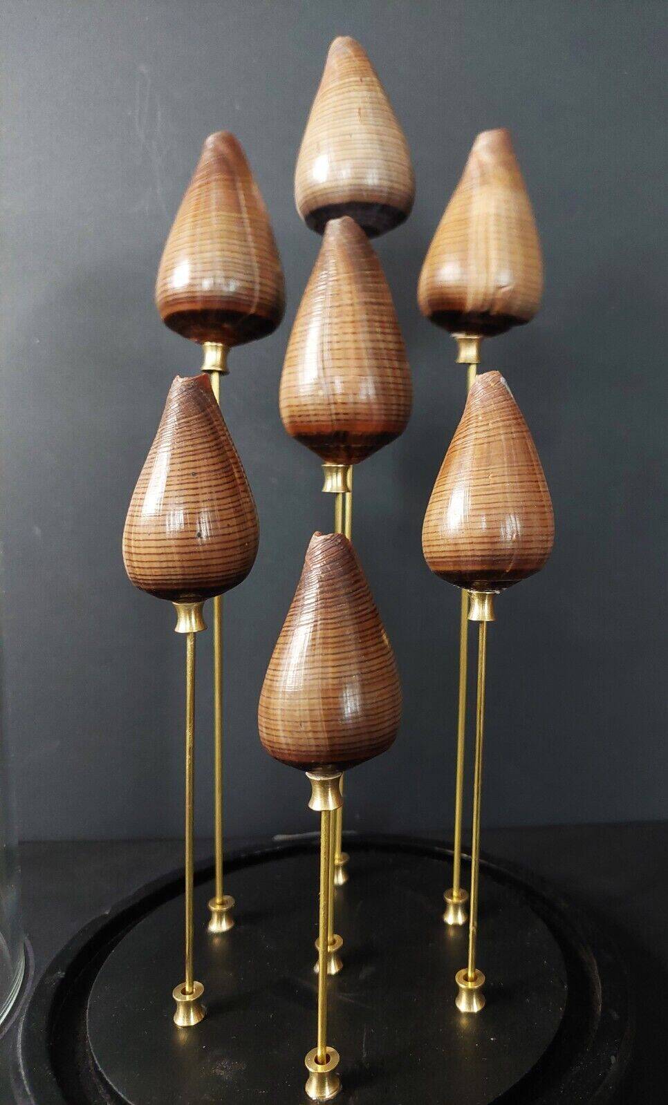 Cabinet de Curiosités globe aux coquillages conus figulinus