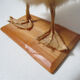 Caneton taxidermie