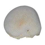 Cabinet of curiosity in white coral