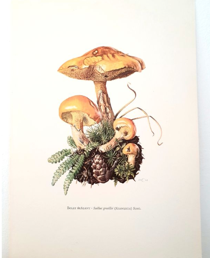 Duo of mushroom boards