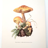 Duo of mushroom boards