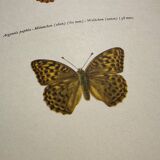 Antique butterfly engraving vintage botanical plate naturalist etching