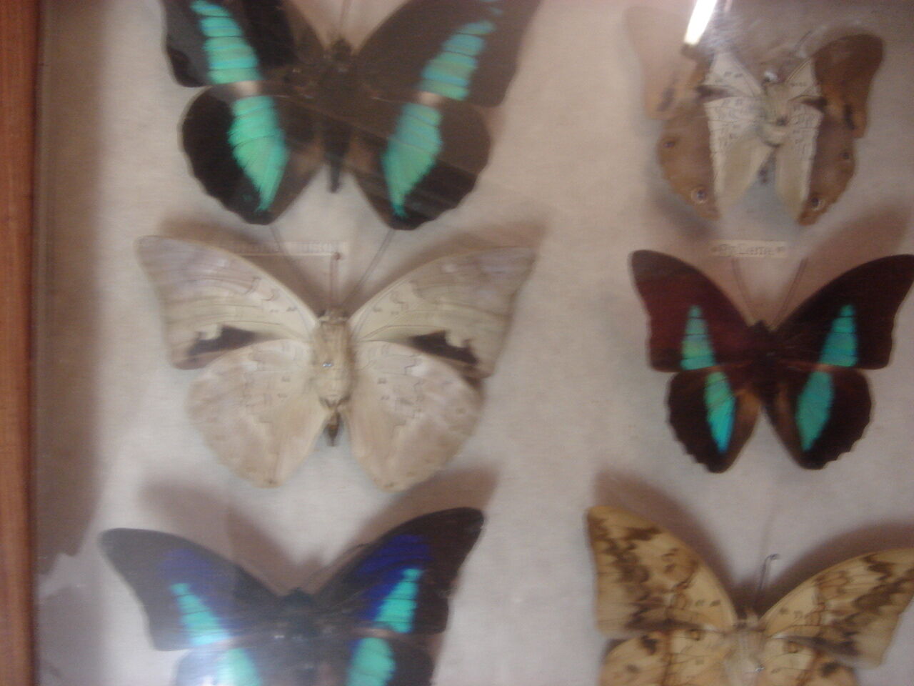 Naturalized butterflies, 1960/70, wooden box and glass