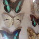 Naturalized butterflies, 1960/70, wooden box and glass