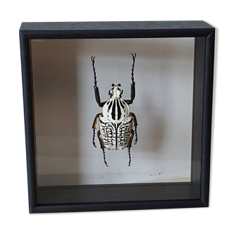 Naturalized insect frame: Goliath beetle (Goliathus orientalis)