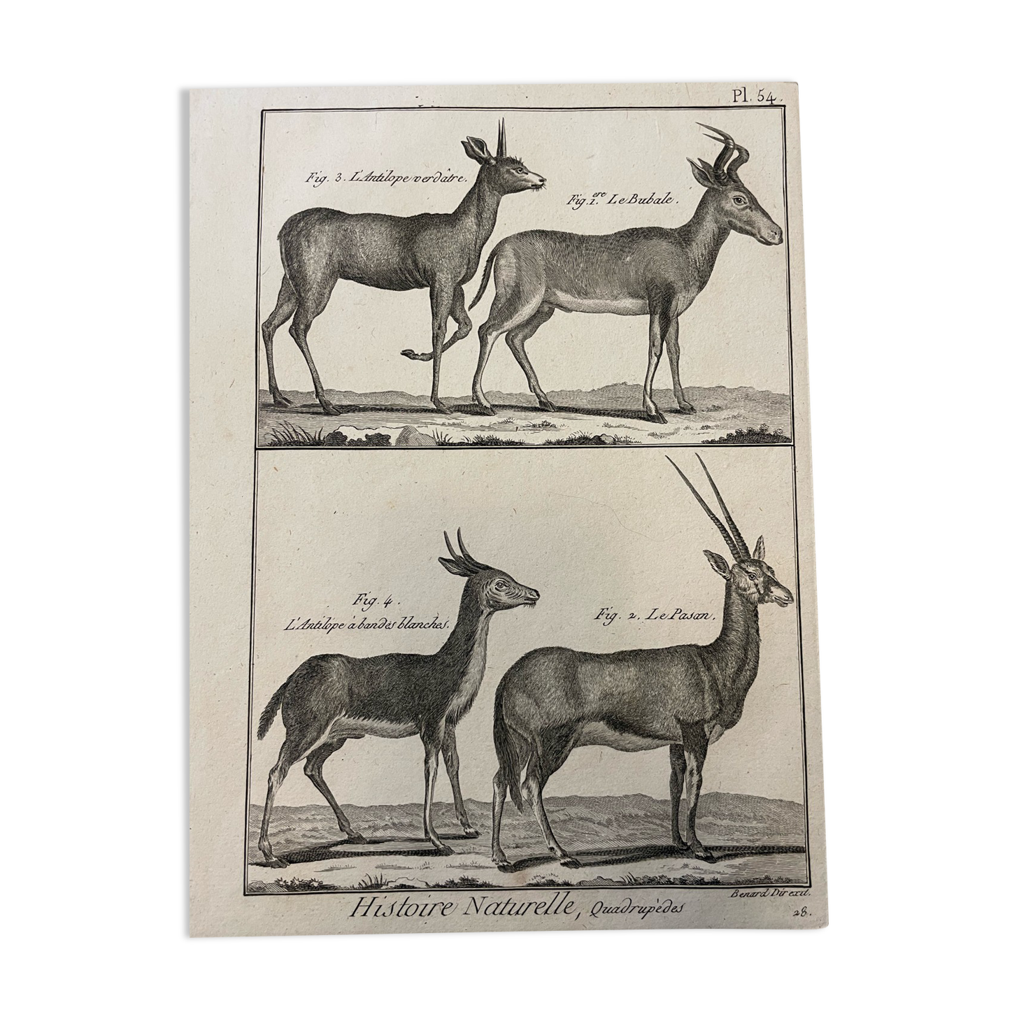 Engraving XVIIIth Buffon