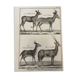 Engraving XVIIIth Buffon