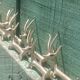 Solid brass knife holder gazelle antelope