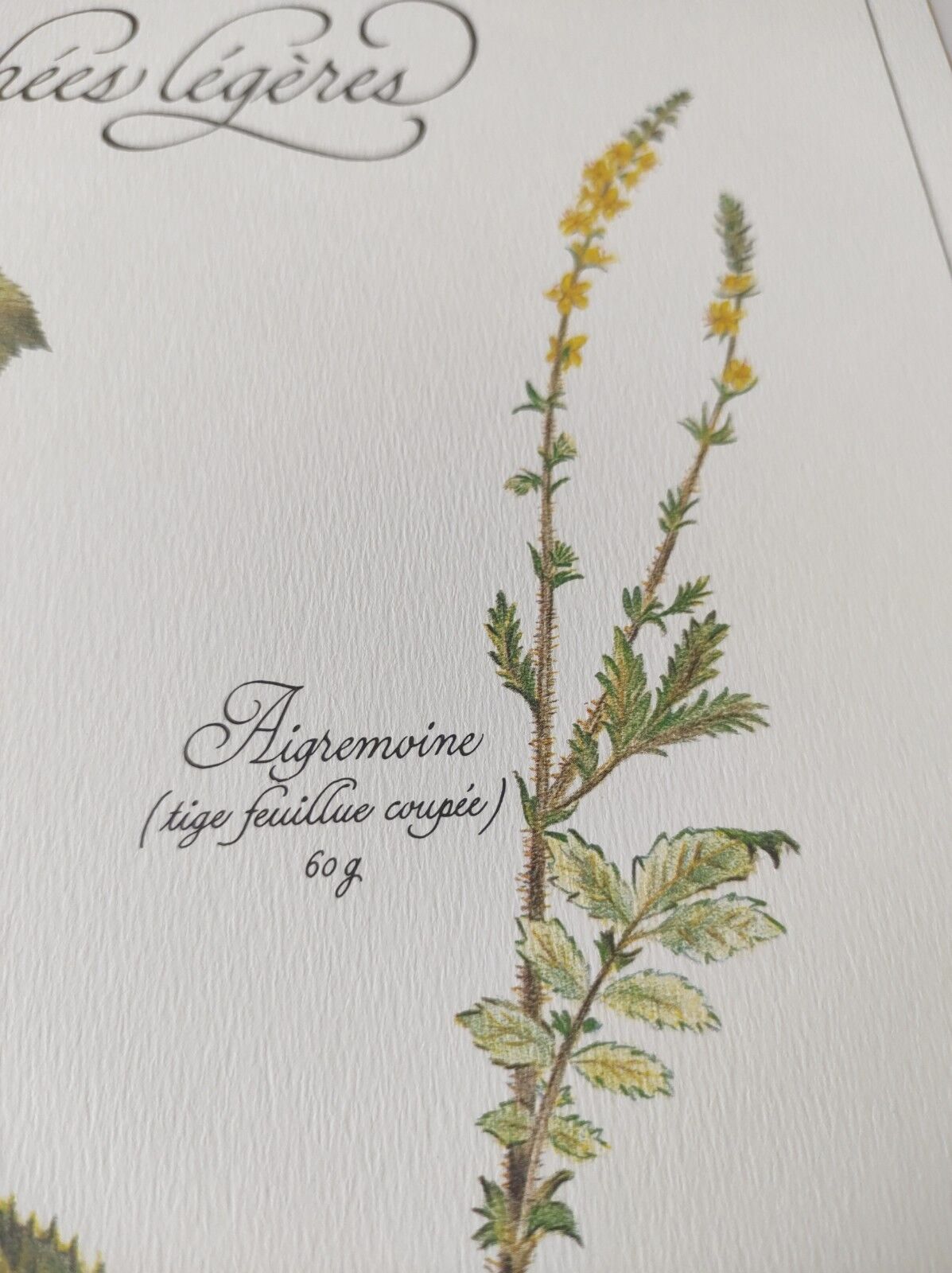 Botanical engraving -Herbal tea against diarrhea- Illustration of medicinal plants and herbs