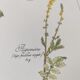 Botanical engraving -Herbal tea against diarrhea- Illustration of medicinal plants and herbs