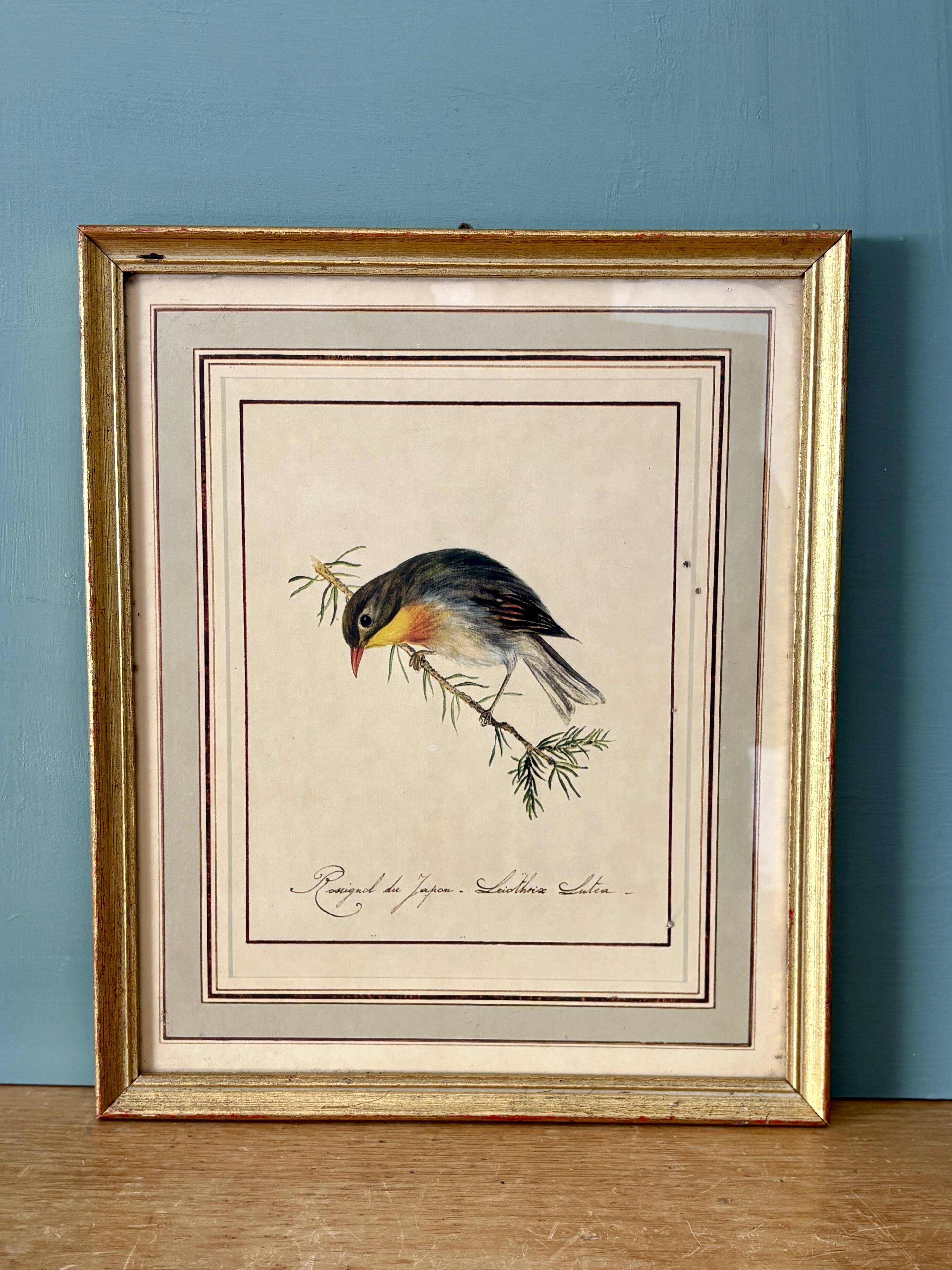 Vintage frame drawing of a bird - Japanese Nightingale