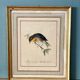 Vintage frame drawing of a bird - Japanese Nightingale