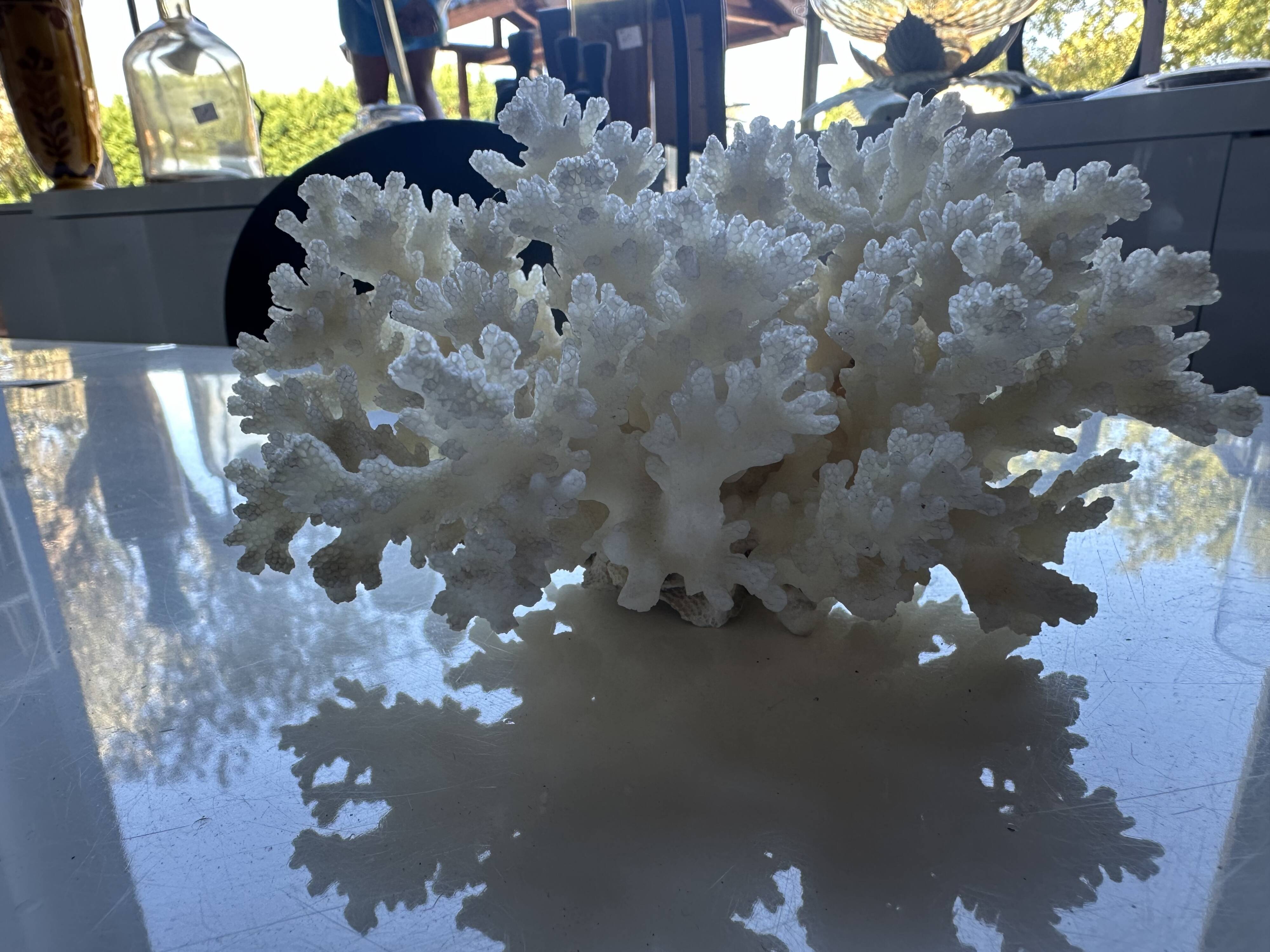 Decorative marine coral