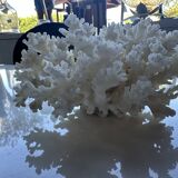 Decorative marine coral