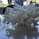 Decorative marine coral