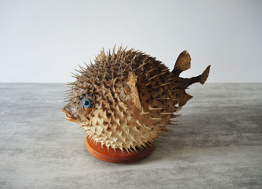 Former Naturalized / Stuffed Diodon