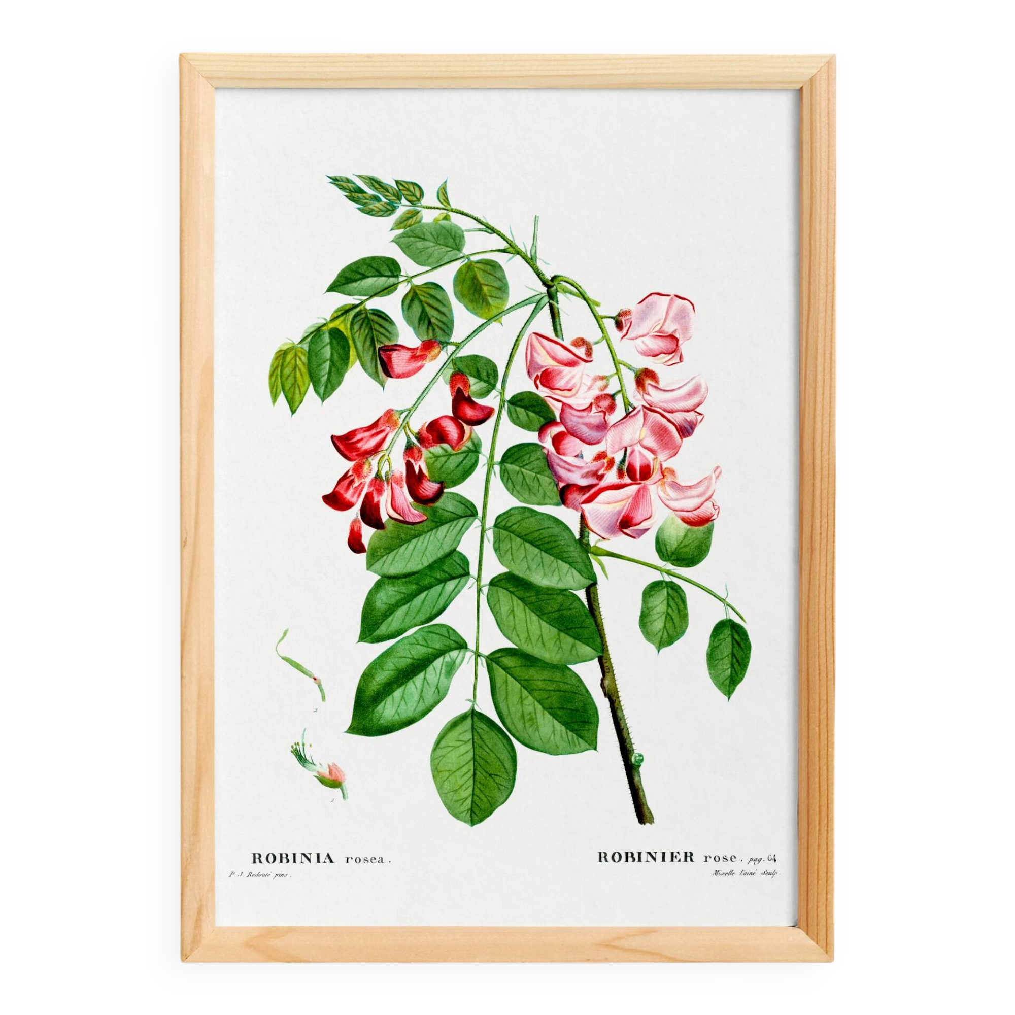 Botanical poster on Robinia rosea, after an old engraving from 1802