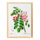 Botanical poster on Robinia rosea, after an old engraving from 1802