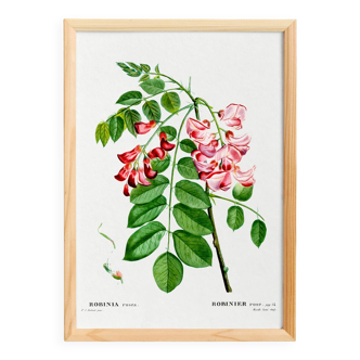 Botanical poster on Robinia rosea, after an old engraving from 1802