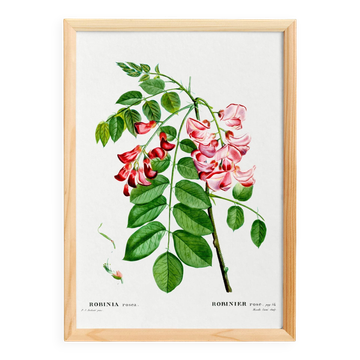 Affiche botanique sur Robinier rose, d’après une gravure ancienne de 1802