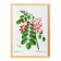 Botanical poster on Robinia rosea, after an old engraving from 1802