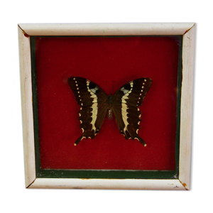 papillon sous verre
