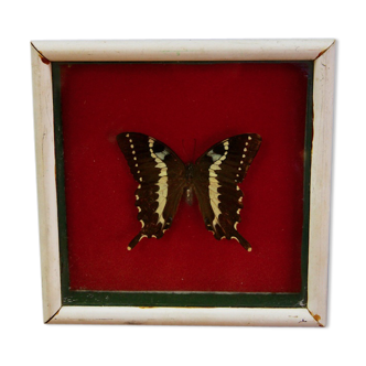 Butterfly under glass