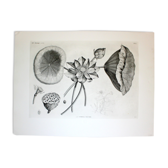 Engraving Fleur - Original plate of the "Chalcography of the Louvre" 1800 - Lotus Nelumbo