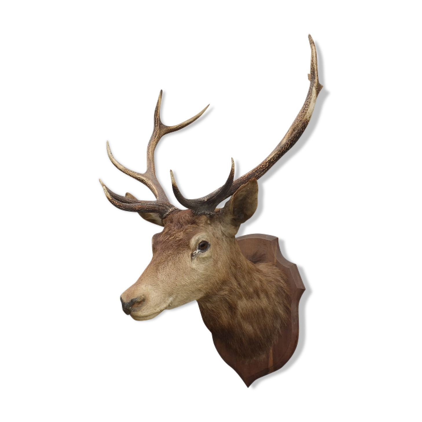 Naturalized deer head - hunting trophy