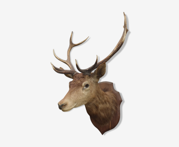 Tete De Cerf Naturalisee Trophee De Chasse Selency Tete De Cerf Naturalisee Trophee De Chasse Selency