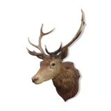 Naturalized deer head - hunting trophy