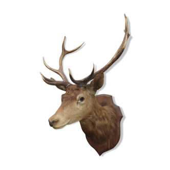 Naturalized deer head - hunting trophy