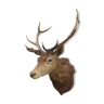 Naturalized deer head - hunting trophy