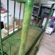 Étagère bambou /rotin verte