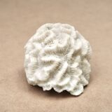 White coral, 70s