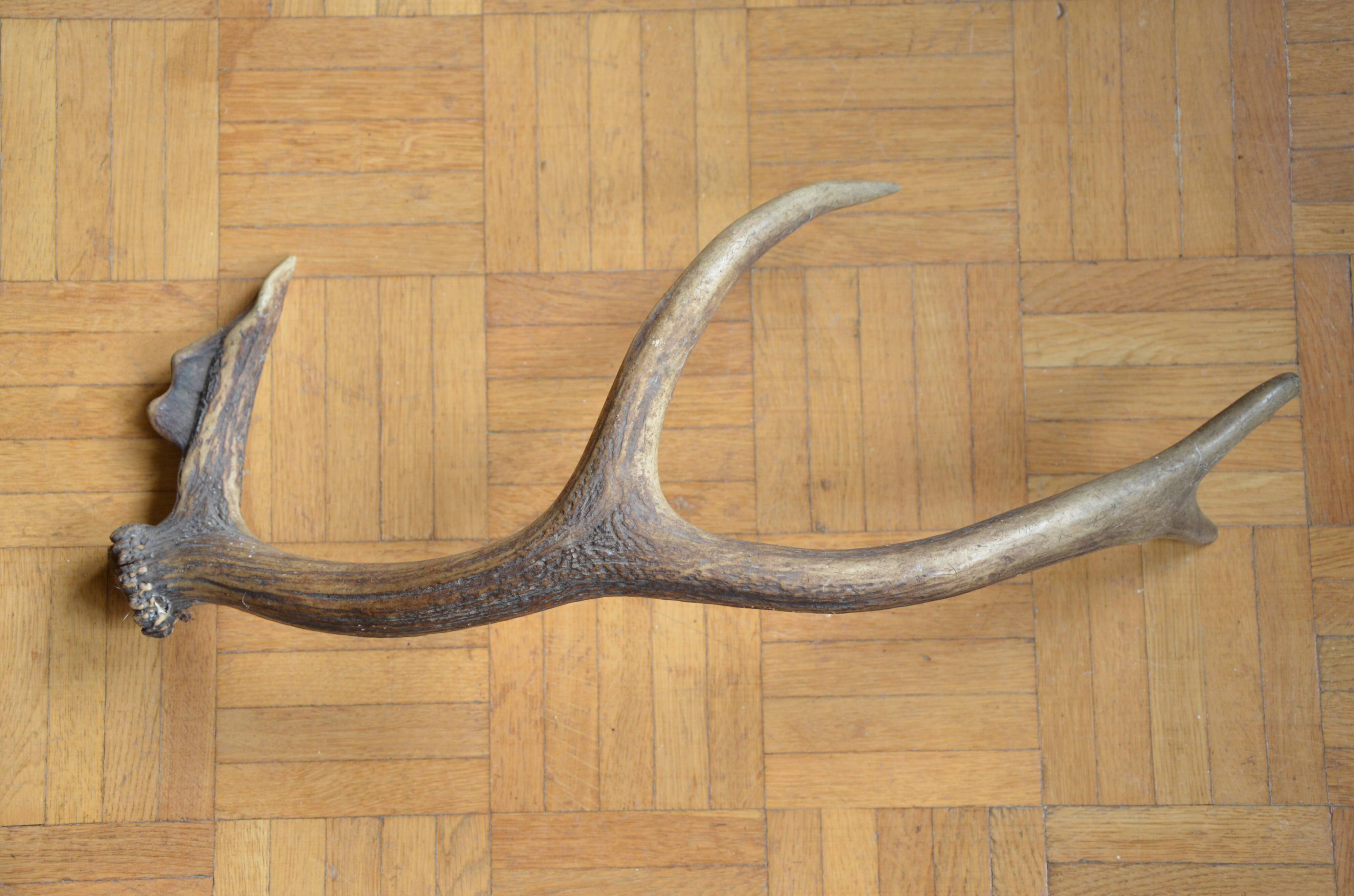 Deer antler