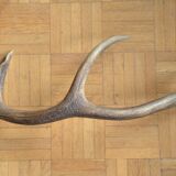 Deer antler