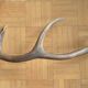 Deer antler